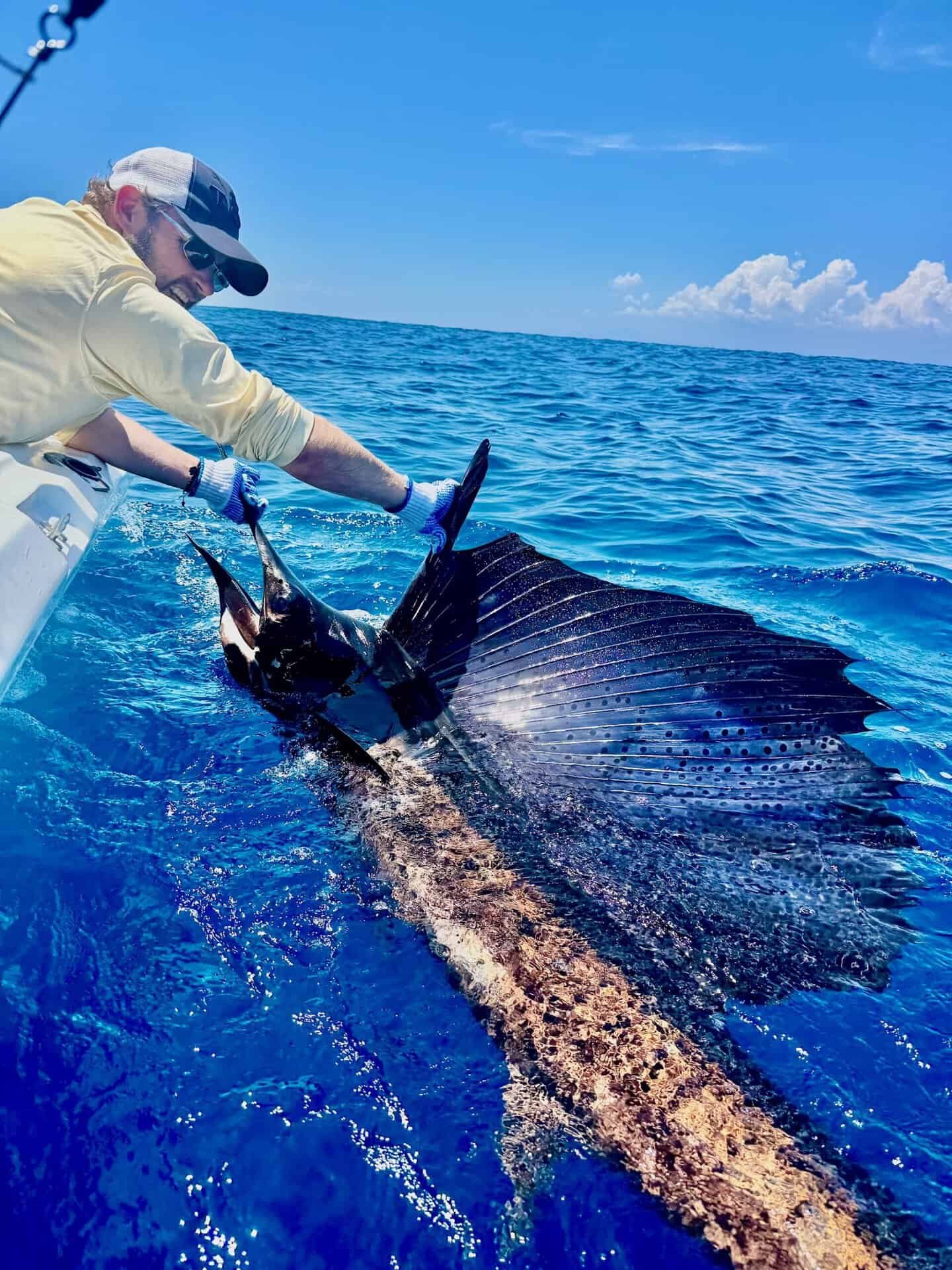 sailfish fly fishing quepos